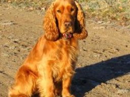 achille_1_20211130_1666142722